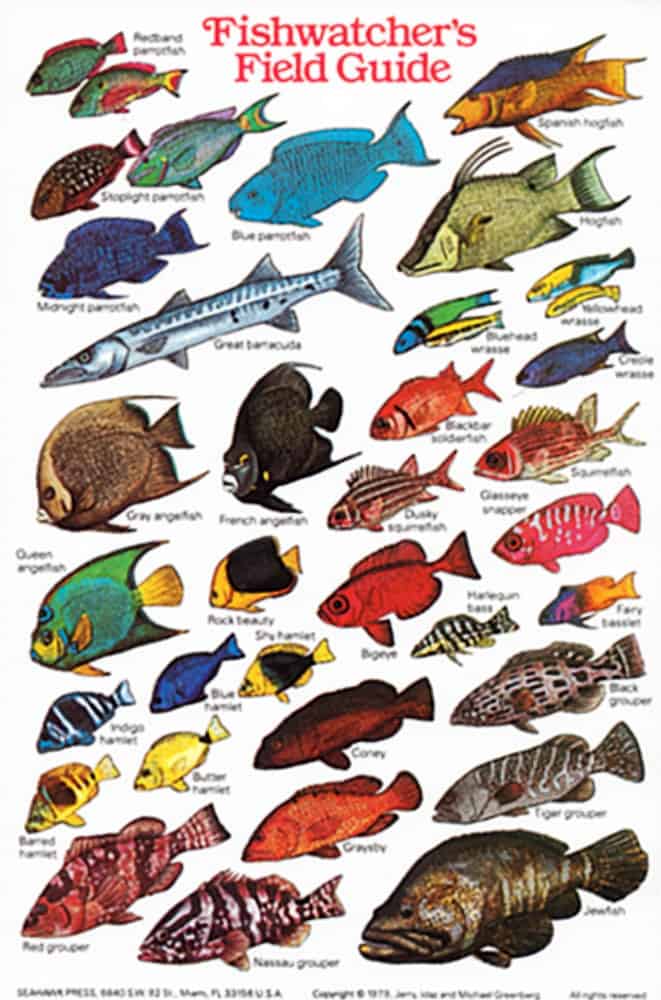 Caribbean/FL Fish ID Card (Fishwatchers) - VItraders.com